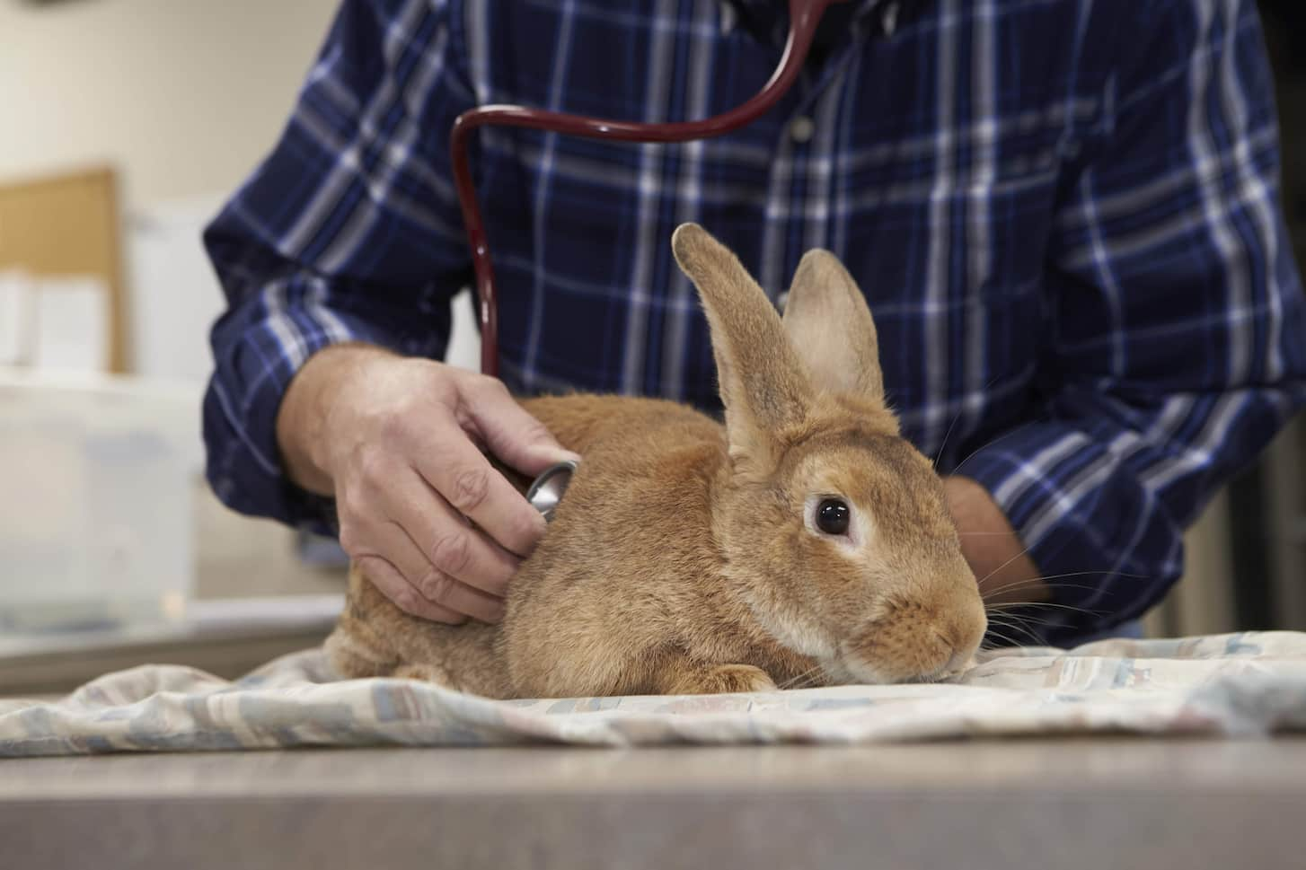 Doctor using a stethoscope on a rabbit